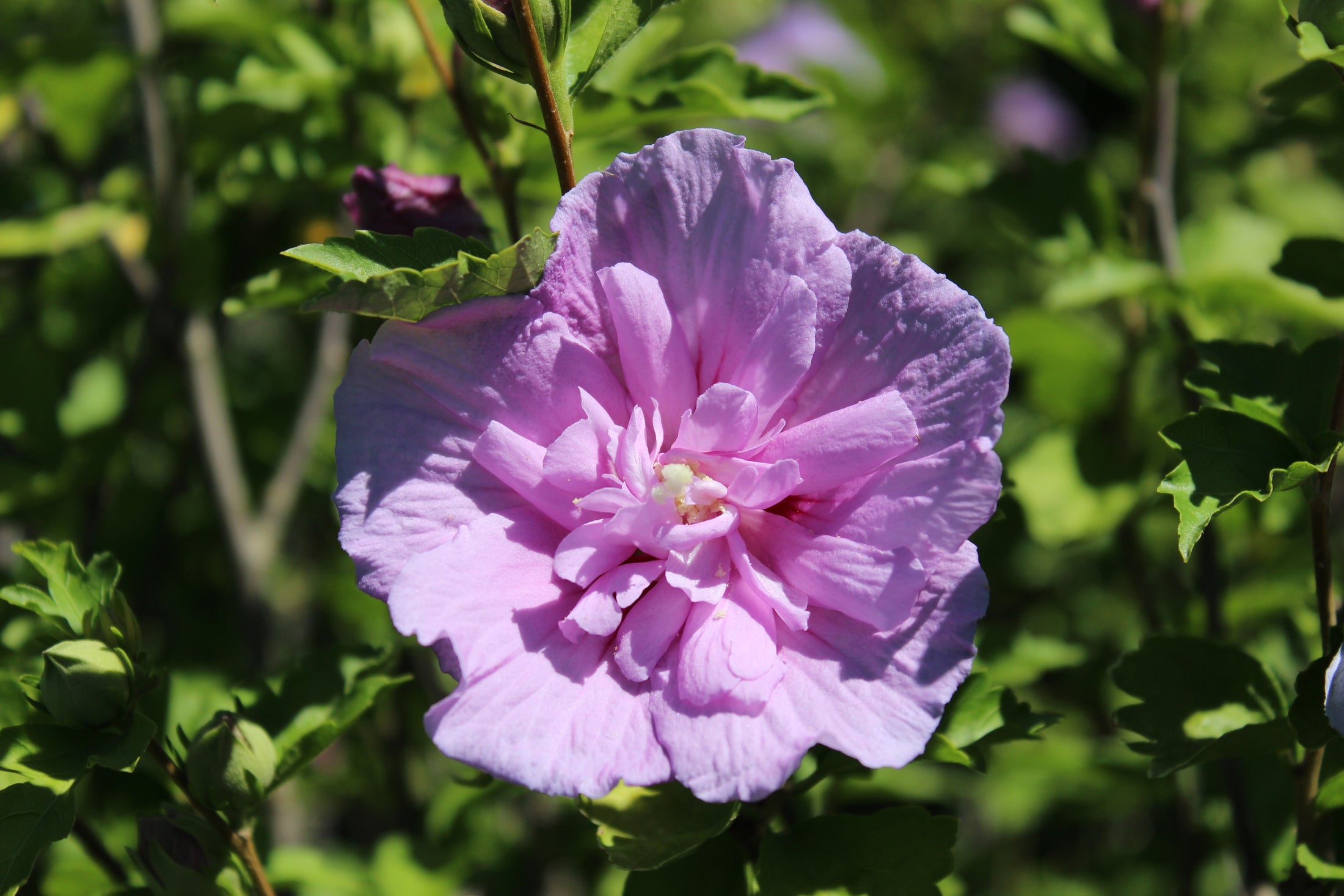 Hibiscus syriacus 'Lavender Chiffon'®