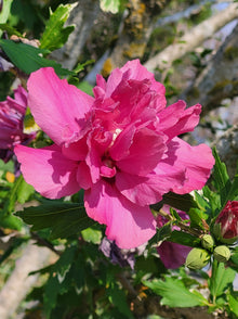 Hibiscus syriacus 'Lucy'