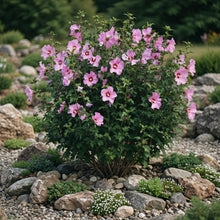 Hibiscus syriacus 'Minerva'