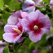 Hibiscus syriacus 'Orchid Satin'®