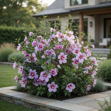 Hibiscus syriacus 'Orchid Satin'®
