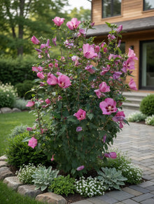 Hibiscus syriacus 'Pink Giant'