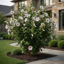 Hibiscus syriacus 'Red Heart'