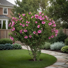 Hibiscus syriacus 'Tahiti'