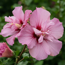 Hibiscus syriacus 'Tahiti'