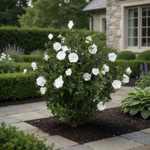 Hibiscus syriacus 'White Chiffon'®