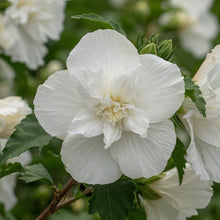 Hibiscus syriacus 'White Chiffon'®