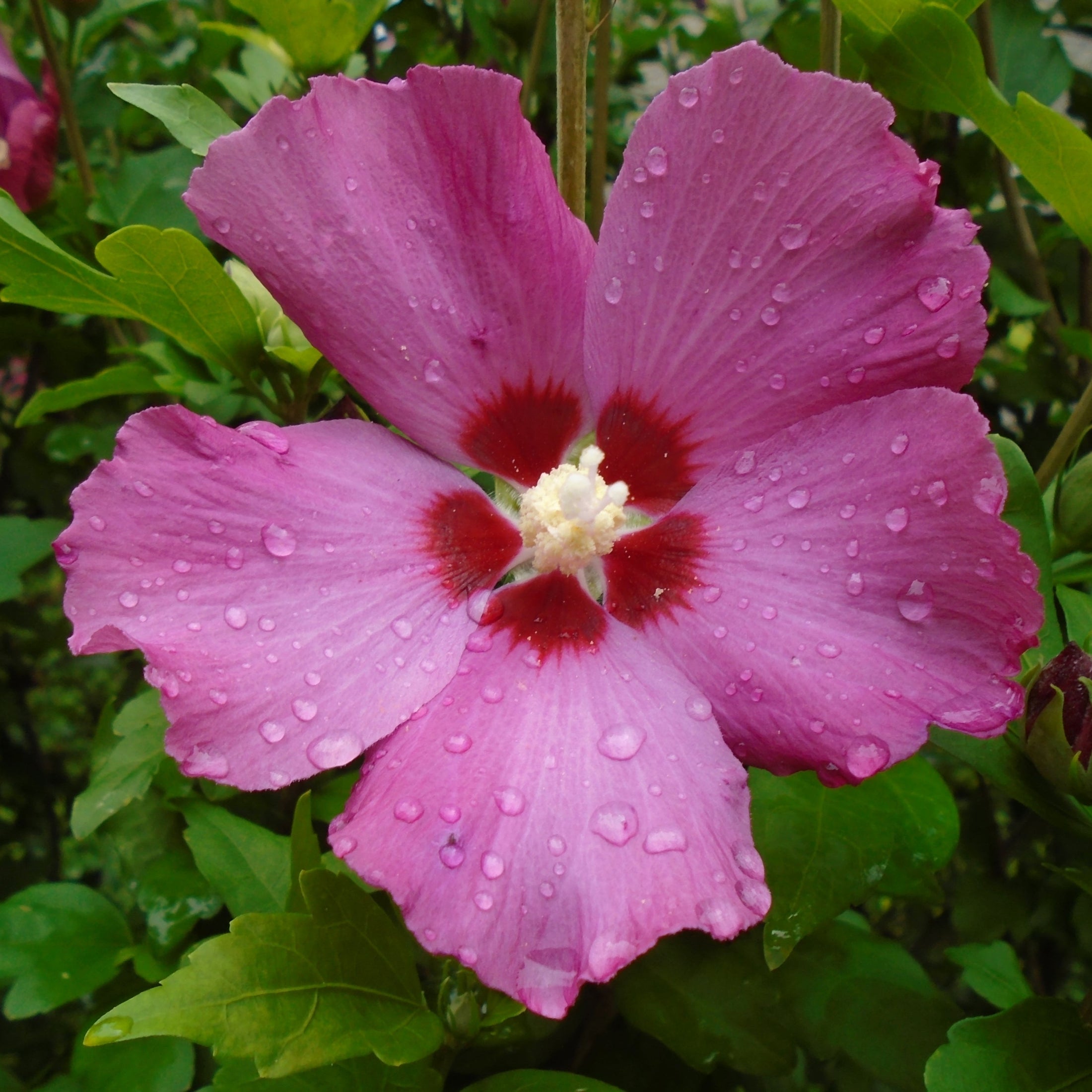 Hibiscus syriacus 'Woodbridge'