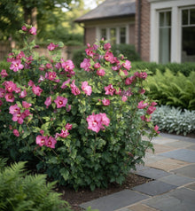 Hibiscus syriacus 'Woodbridge'
