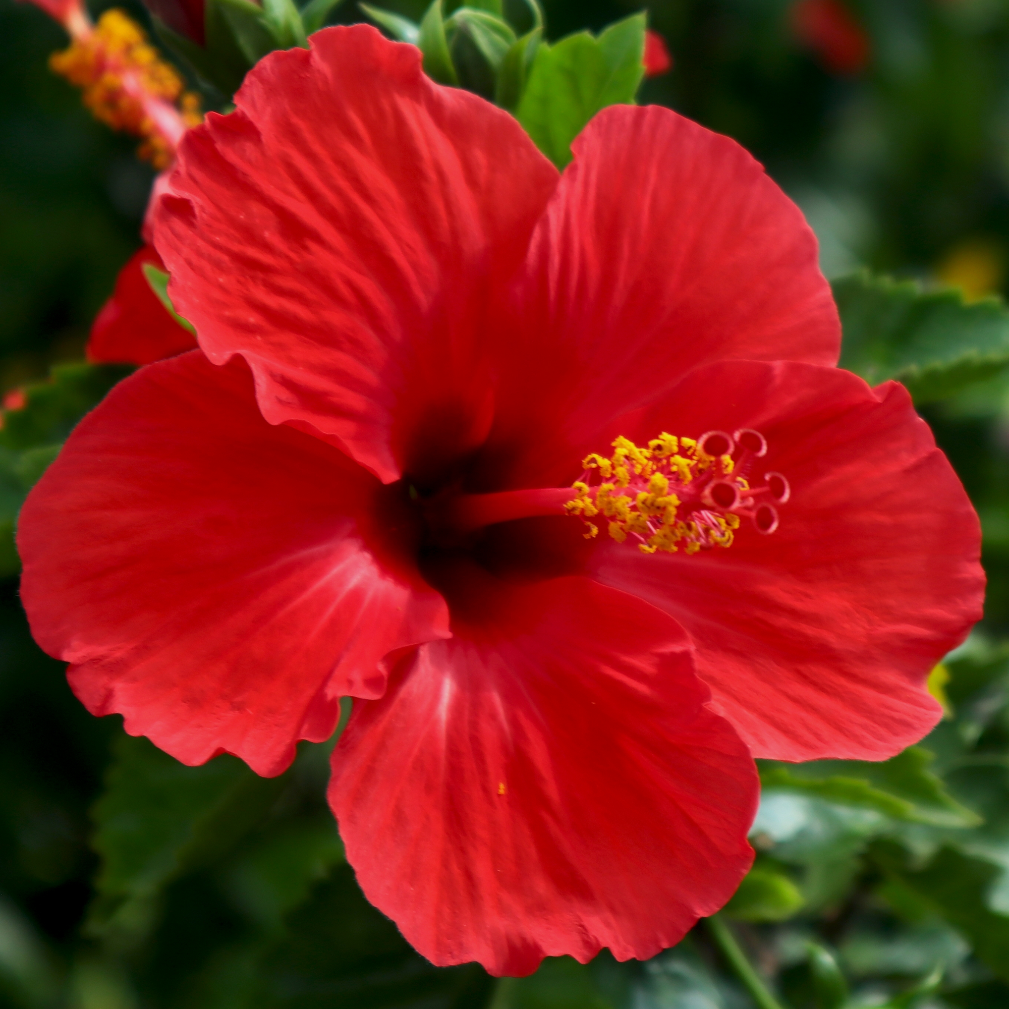 Hibiscus sur tige