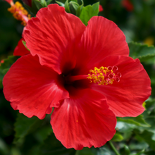 Hibiscus sur tige
