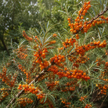 Hippophae rhamnoides