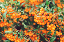 Hippophae rhamnoides 'Altaiskaya'