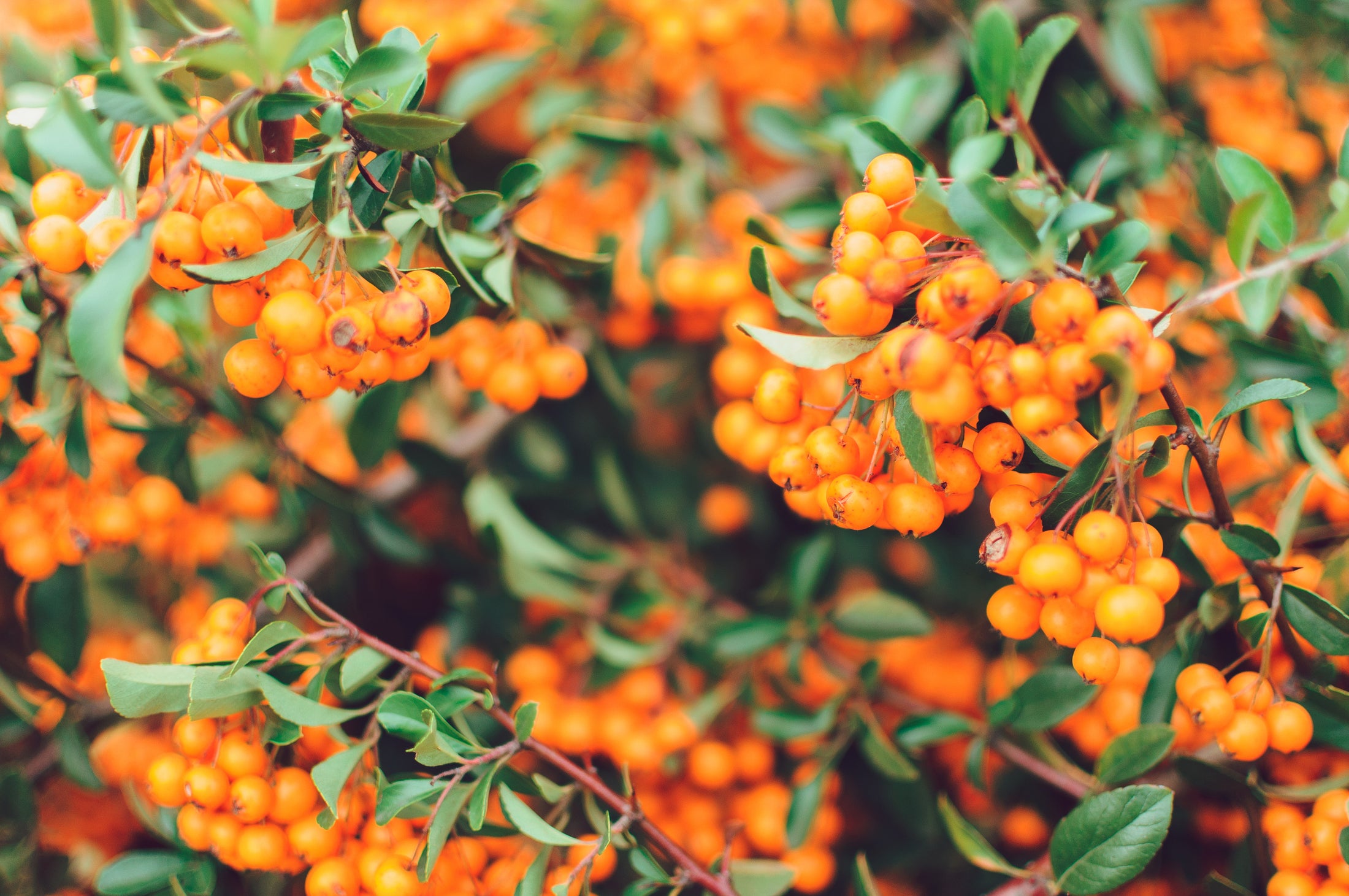 Hippophae rhamnoides 'Altaiskaya'