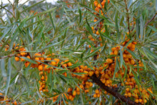 Hippophae rhamnoides 'Friesdorfer Orange'