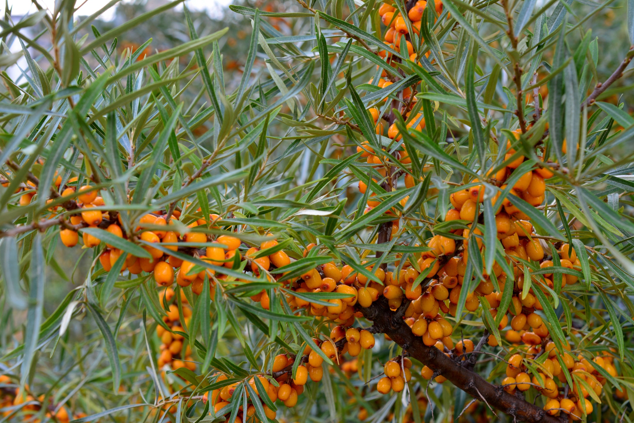 Hippophae rhamnoides 'Friesdorfer Orange'