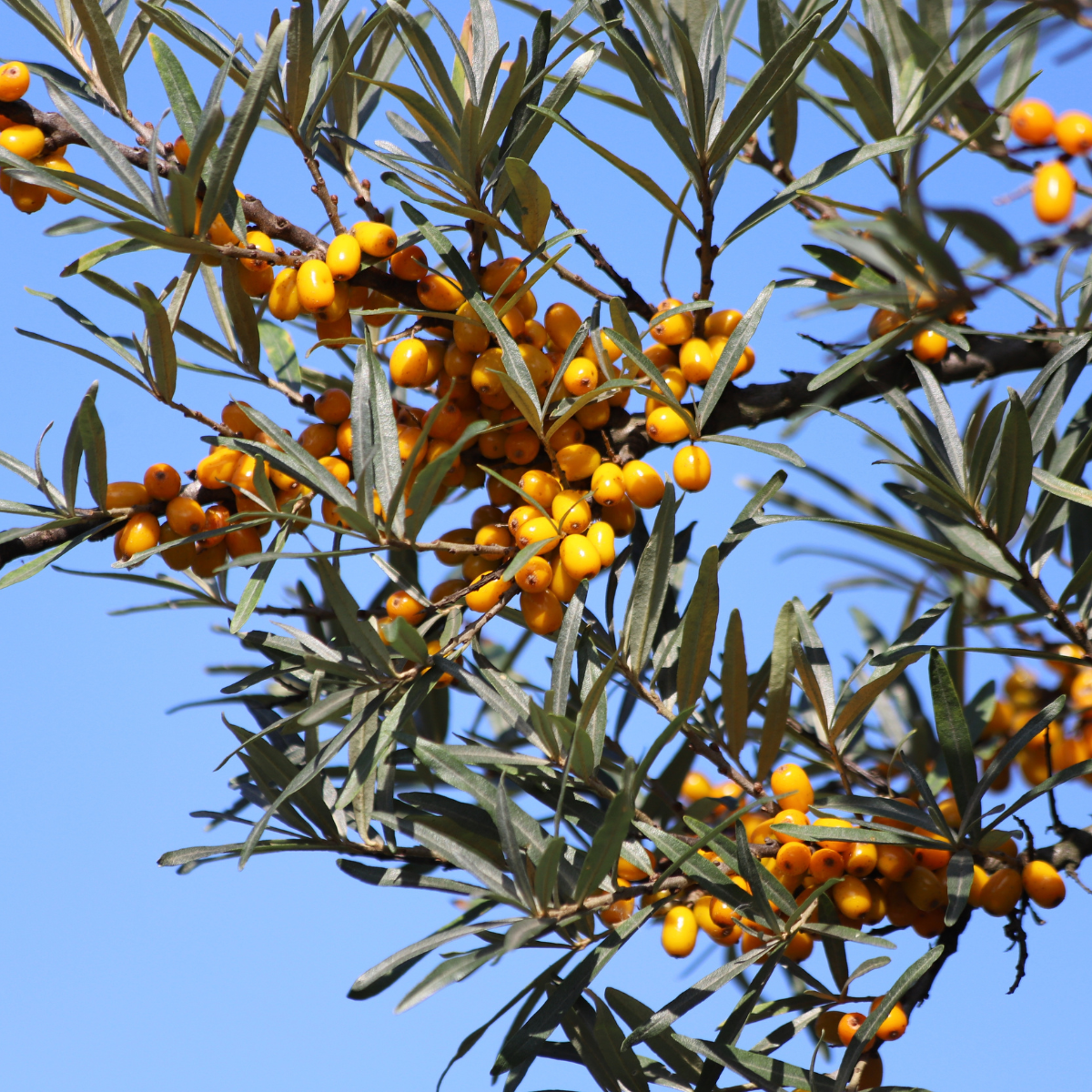 Argousier ‘Leikora’ (Hippophae rhamnoides)