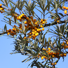 Hippophae rhamnoides 'Leikora'