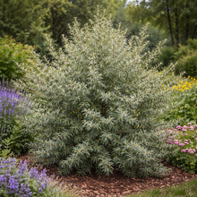 Hippophae rhamnoides 'Leikora'
