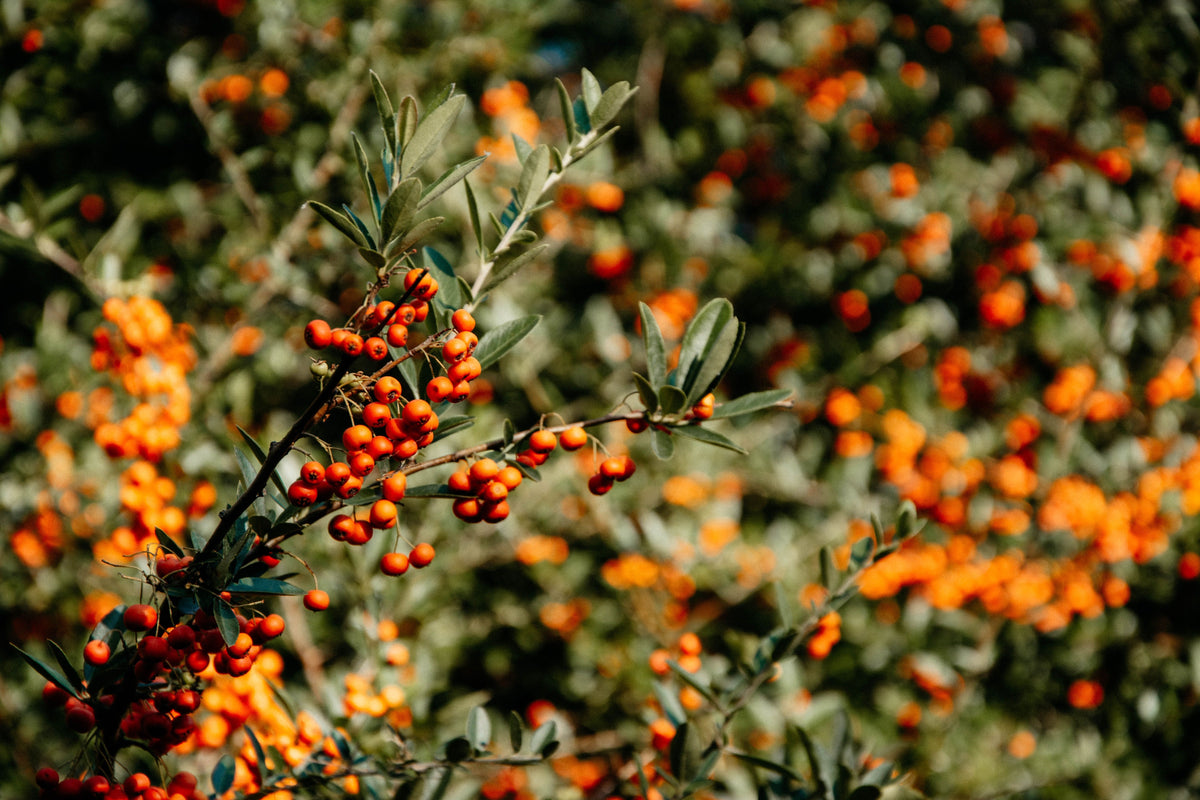 Hippophae rhamnoides 'Lord'