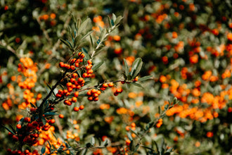 Argousier mâle ‘Lord’ (Hippophae rhamnoides)