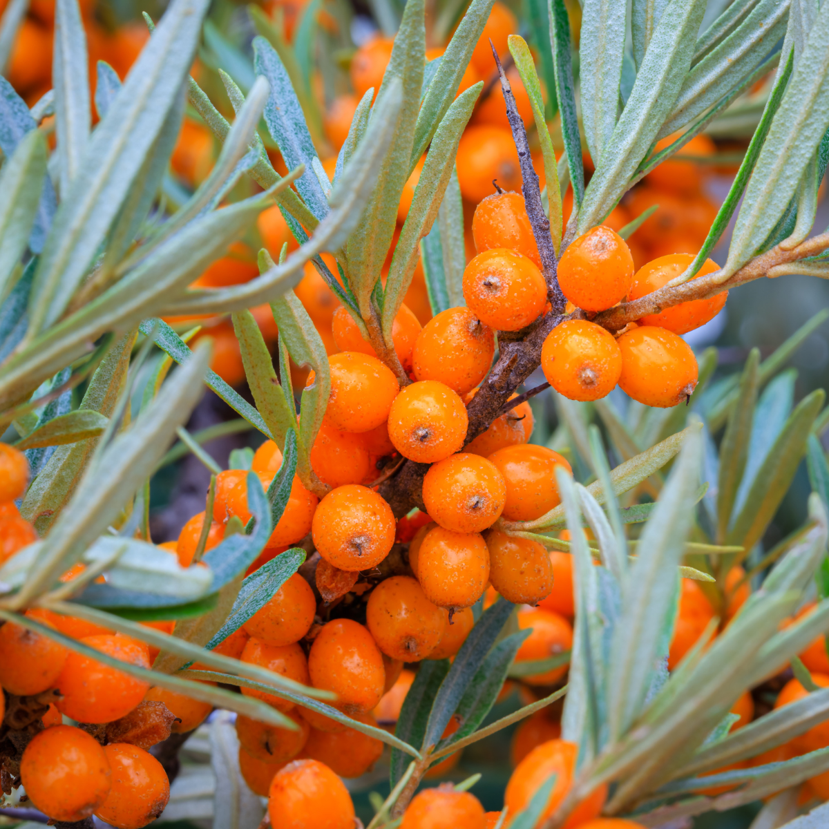 Hippophae rhamnoides 'Orange Énergie'