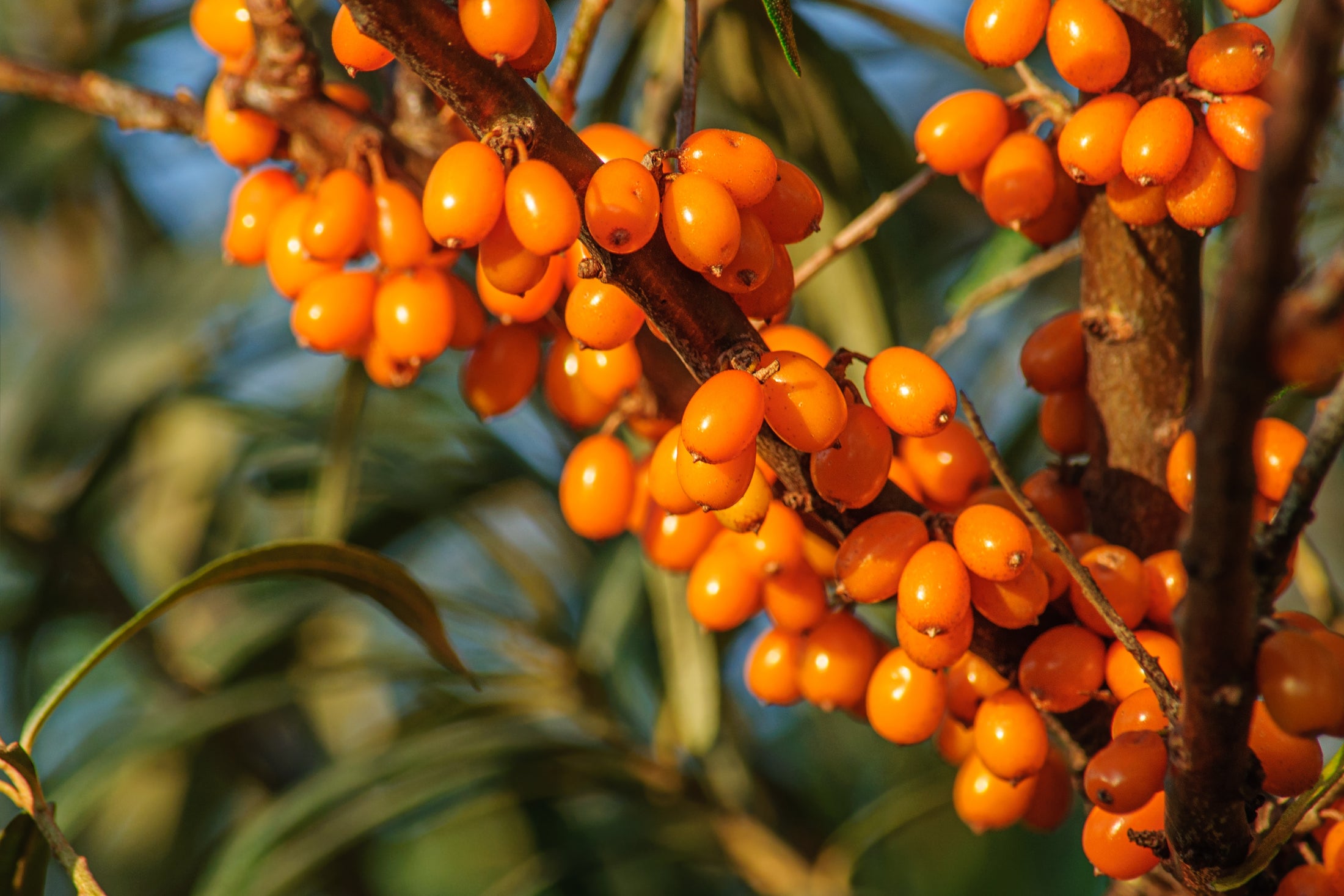Hippophae rhamnoides 'Orange Russian'