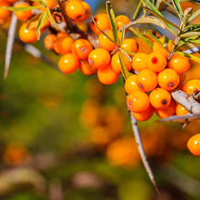 Hippophae rhamnoides 'Pollmix'