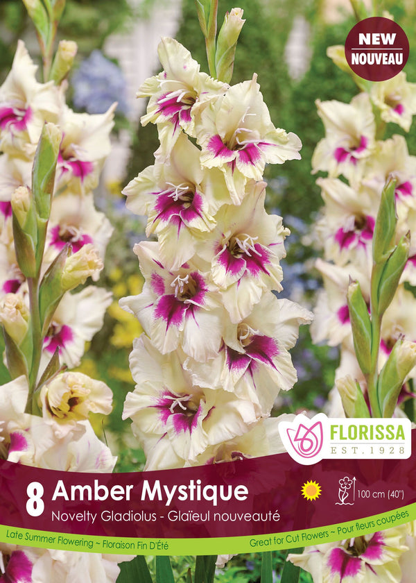 Gladiolus 'Amber Mystique'