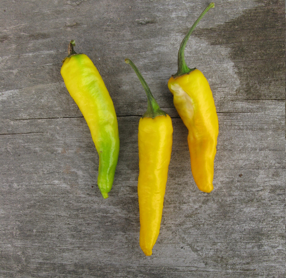 Piment fort 'Ho Chi Minh' bio