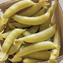 Organic 'Snap II' Honey Snow Peas