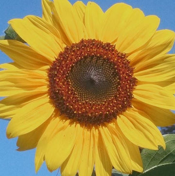 Tournesol 'Hopi Black Dye' bio