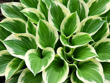 Hosta 'Patriot'