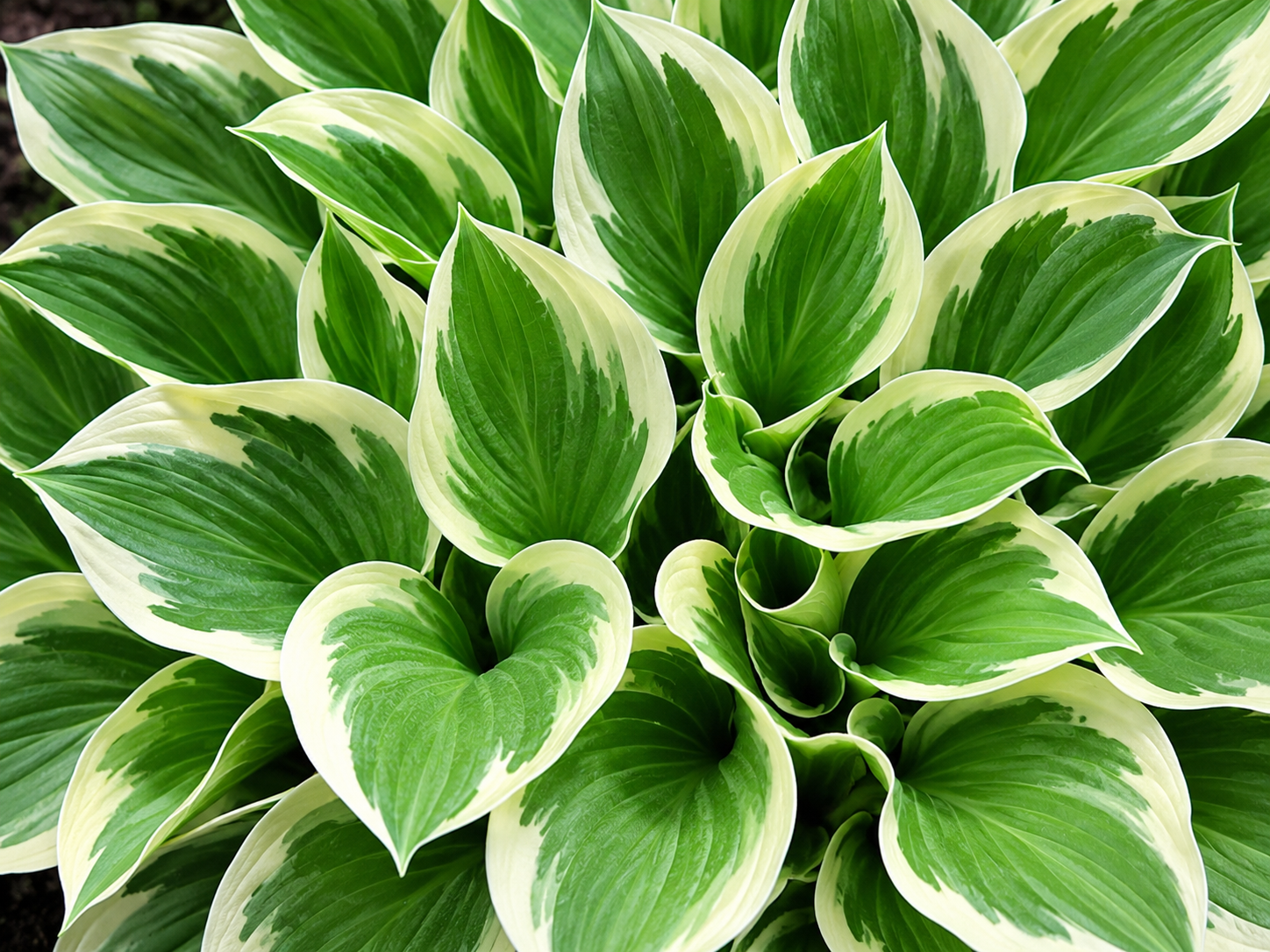 Hosta 'Patriot'