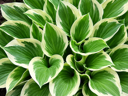 Hosta 'Patriot'
