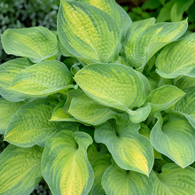 Hosta ‘Paul’s Glory’ — Hosta