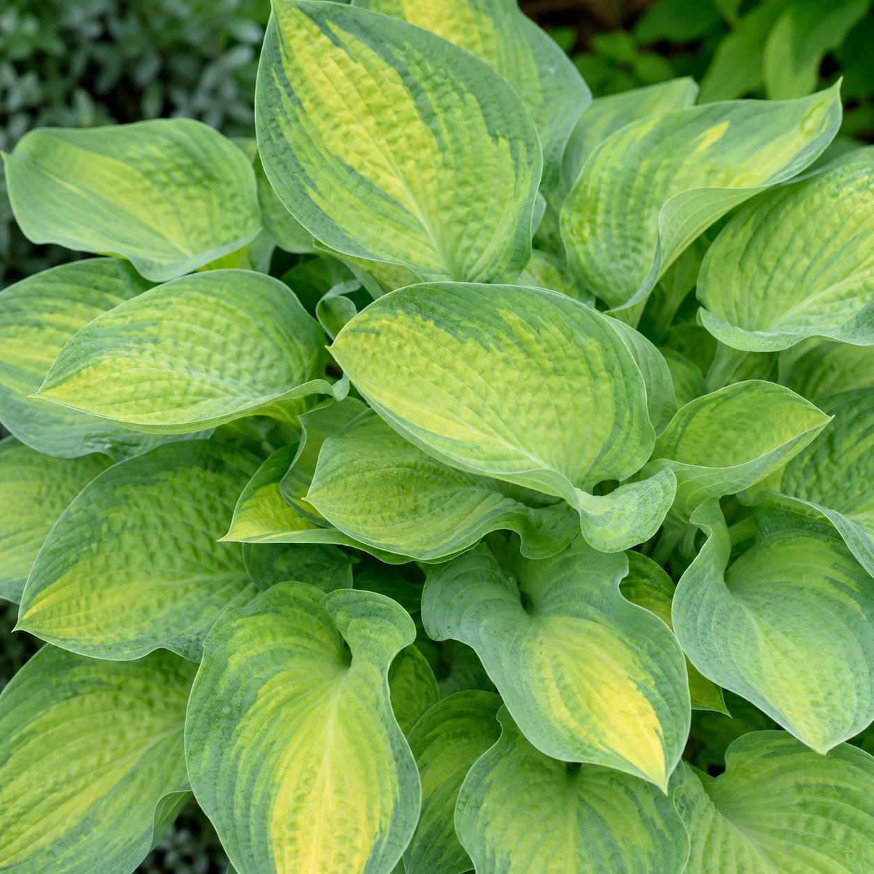 Hosta ‘Paul’s Glory’ — Hosta