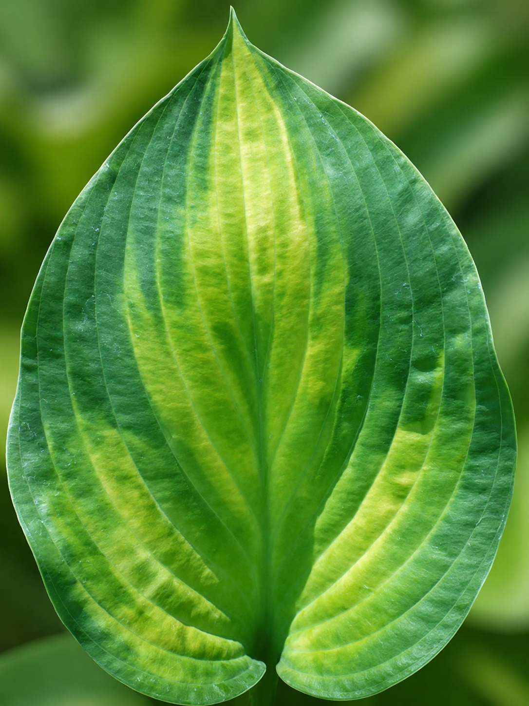 Hosta Paul ‘s Glory