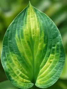 Hosta Paul ‘s Glory