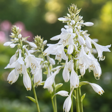 Hosta Paul ‘s Glory