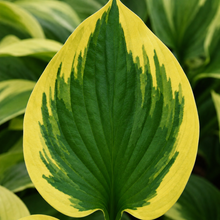 Hosta 'Twilight'