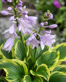 Hosta 'Twilight'
