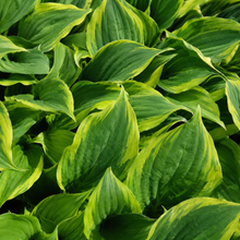 Hosta 'Twilight'
