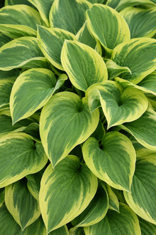 Hosta 'Wide Brim'