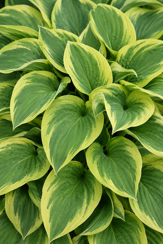 Des feuilles pointues superposées présentent des centres vert foncé et de larges bords jaunes avec des nervures longitudinales courbées. Le cadrage montre des formes superposées et des contrastes visibles entre les surfaces claires et sombres. Les contours, les textures et les couleurs se distinguent. Certaines parties se placent derrière d'autres et donnent de la profondeur à l'ensemble, tandis que le sujet principal reste visible.