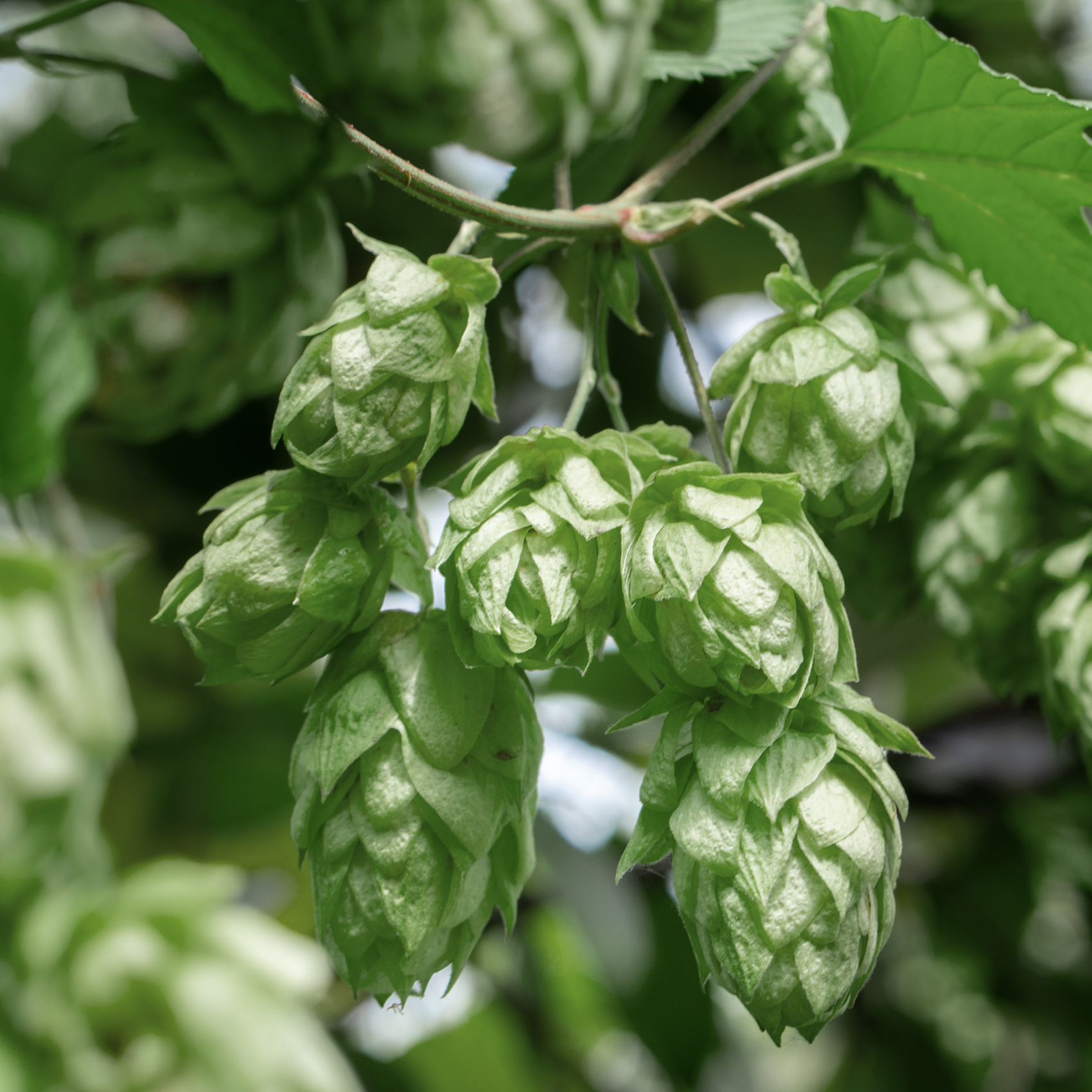 Hop