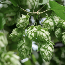 Hop