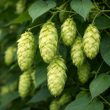 Houblon de Virginie, plante grimpante au feuillage vert.