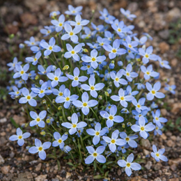 blue Houstonia