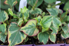 Houttuynia panaché